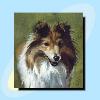 Sheltie